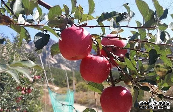 矮化蘋果苗木栽植技術(shù)要點(diǎn)