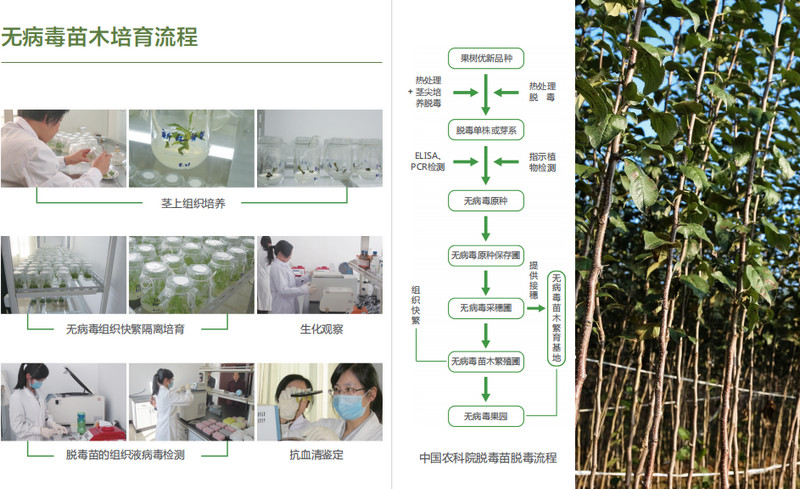 什么才是**的脫毒蘋果苗木